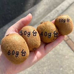 キウイフルーツ7⭐︎11/1(土)今治受渡分の画像