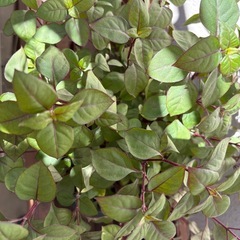 植物　アルテルナンテラ　鉢ごとの画像