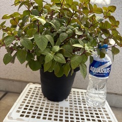 植物　アルテルナンテラ　鉢ごとの画像