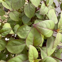 植物　アルテルナンテラ　鉢ごとの画像