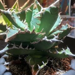 アガベ　チタノタ　ノーネーム　中株の画像