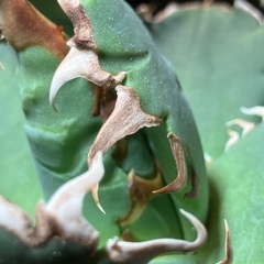 アガベ　チタノタ　ノーネーム　中株の画像