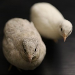 姫うずら（オスとメスのペア）