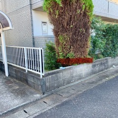 剪定(コニファーだと思うのですが) できる方