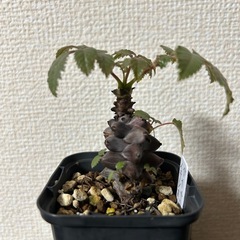 ベイセリア メキシカーナの画像