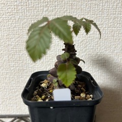 ベイセリア メキシカーナの画像