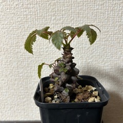 ベイセリア メキシカーナの画像