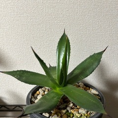 アガベ サロモニーの画像