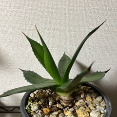 アガベ サロモニーの画像