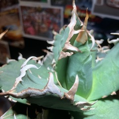アガベ　チタノタ　ノーネーム　中株の画像