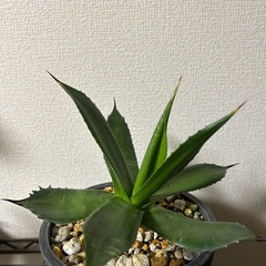 アガベ サロモニーの画像