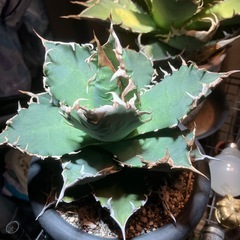 アガベ　チタノタ　ノーネーム　中株の画像