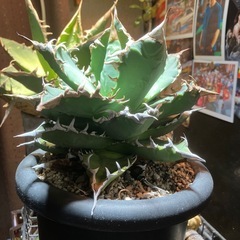 アガベ　チタノタ　ノーネーム　中株の画像
