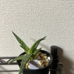 アロエ クリスマスキャロルハイブリッド①の画像