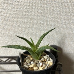 アロエ クリスマスキャロルハイブリッド①の画像