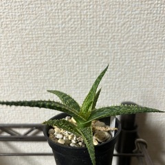 アロエ クリスマスキャロルハイブリッド①の画像