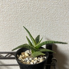 アロエ クリスマスキャロルハイブリッド①の画像