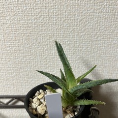 アロエ クリスマスキャロルハイブリッド②の画像