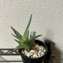 アロエ クリスマスキャロルハイブリッド②の画像