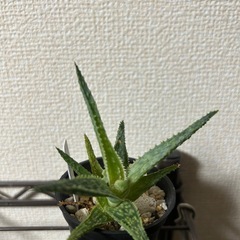 アロエ クリスマスキャロルハイブリッド②の画像