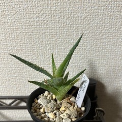 アロエ クリスマスキャロルハイブリッド②の画像