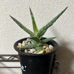 アロエ ドニーの画像