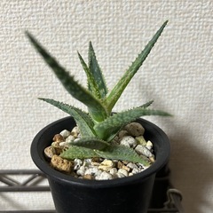 アロエ ドニーの画像