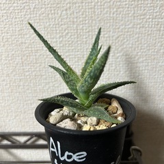 アロエ ドニーの画像