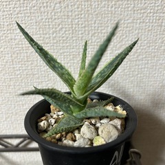 アロエ ドニーの画像