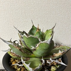 アガベ オテロイ
の画像