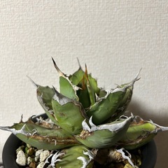 アガベ オテロイ
の画像