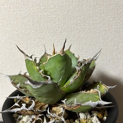 アガベ オテロイ
の画像