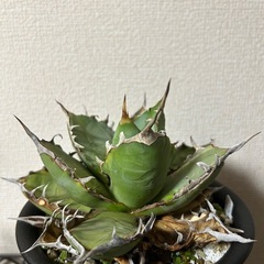 アガベ オテロイ
の画像