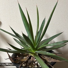 アガベ バーントバーガンディの画像