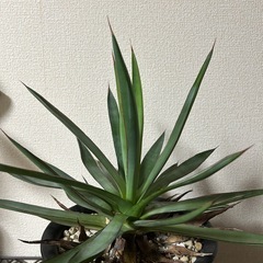 アガベ バーントバーガンディの画像