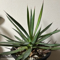 アガベ バーントバーガンディの画像