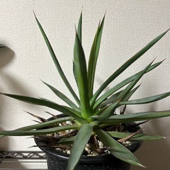 アガベ バーントバーガンディの画像