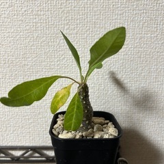 ドルステニア ランキフォリアの画像