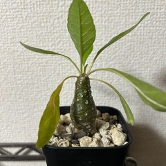 ドルステニア ランキフォリアの画像