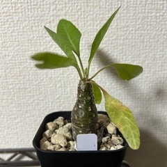 ドルステニア ランキフォリアの画像