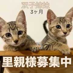 里親様を待っています