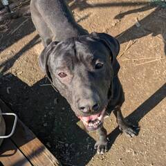 土佐犬の男の子　だいくん　穏やかに暮らせるおうちを探してい…