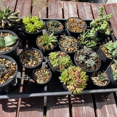 多肉植物  ハオルチア ガステリア 
の画像