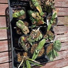 多肉植物  ハオルチア ガステリア 
の画像