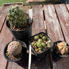 多肉植物  ハオルチア ガステリア 
の画像