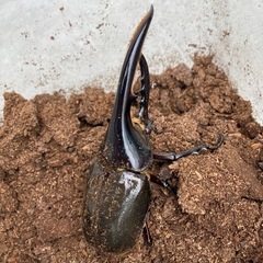 ヘラクレスオオカブト　幼虫の画像