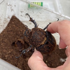 ヘラクレスオオカブト　幼虫の画像