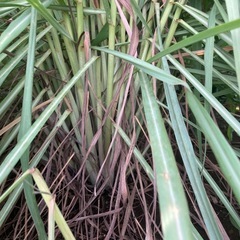 レモングラスの画像