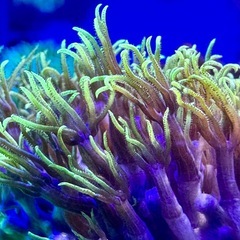 スターポリプ　フラグ品2個セットの画像