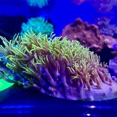 スターポリプ　フラグ品2個セットの画像